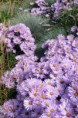 Aster dumosus ´Paleček´